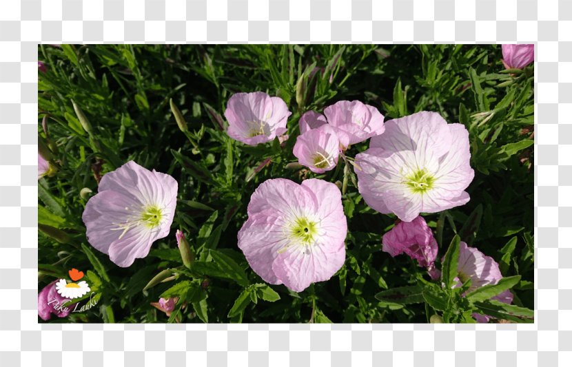 Crane's-bill Violet Mallows Groundcover Morning Glory - Plant Transparent PNG