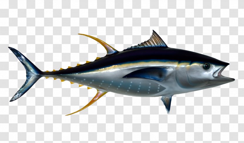 Thunnus Fish - Scombridae - Tuna Transparent PNG