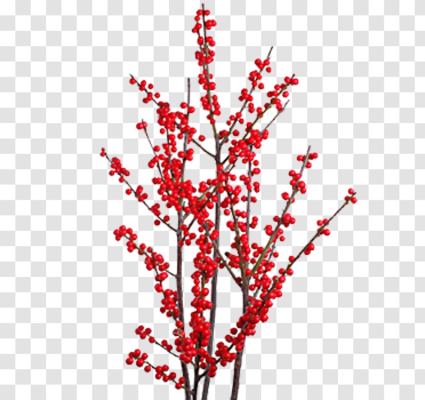 Winterberry Flower Branch Plant Stem Quercus Ilex Transparent PNG