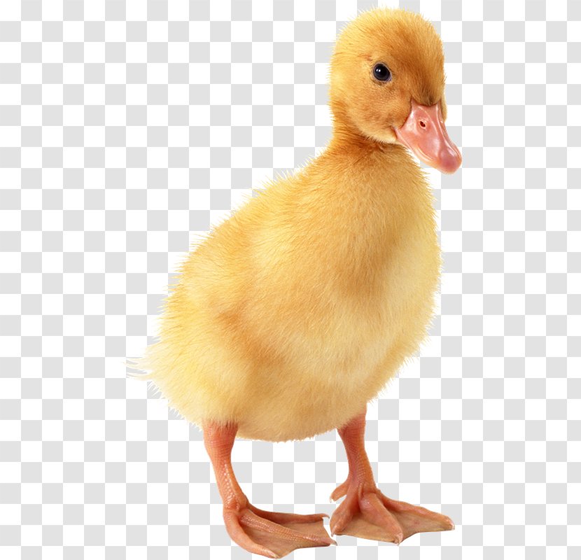 Domestic Duck Bird Goose - Fauna - Ducks With Duckling Transparent PNG