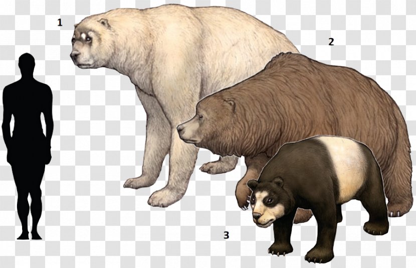 Polar Bear Cave Short-faced Bears Panthera Leo Spelaea - Kodiak - Ancient Beast Transparent PNG