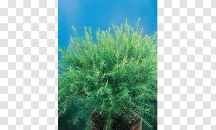 Melaleuca Armillaris Juniper Megacephala Decussata - Shrub - Crepe Myrtle Transparent PNG