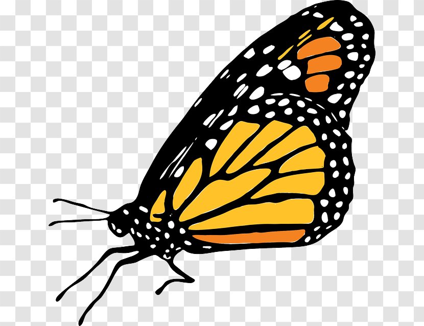 Monarch Butterfly Insect Clip Art - Milkweed - Guinea Pig Transparent PNG