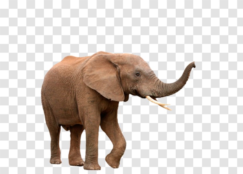 African Elephant Elephantidae Indian Clip Art - Royaltyfree Transparent PNG