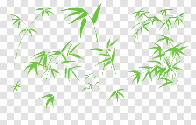 Bamboo Illustration - Leaves Transparent PNG