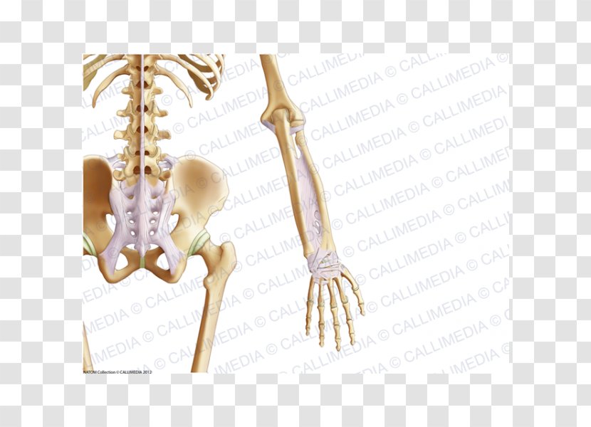 Pelvis Bone Ligament Coronal Plane Abdomen - Heart - Skeleton Transparent PNG