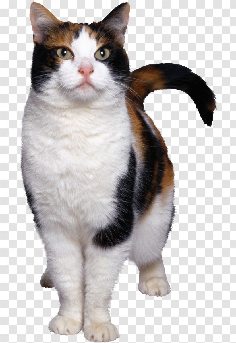 Kitten Siamese Cat Aegean - Tail Transparent PNG