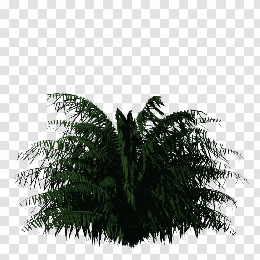Vascular Plant Flowerpot Tree - Terrestrial - Date Palm Transparent PNG