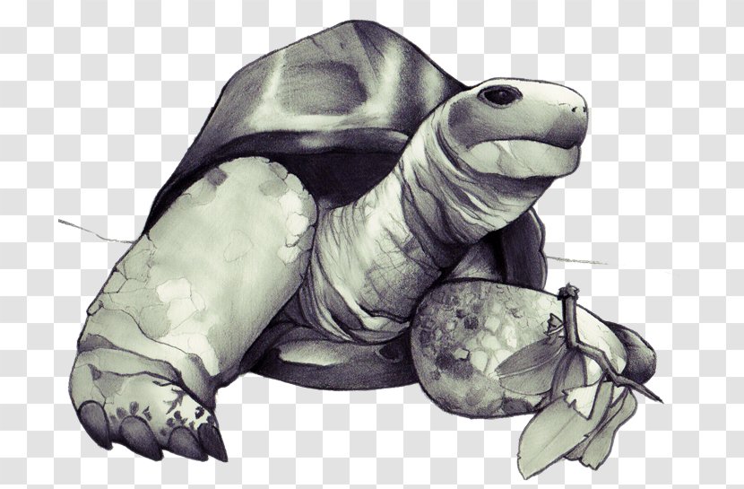 Sea Turtle Reptile Vertebrate Drawing - Tortoise - Tortoide Transparent PNG