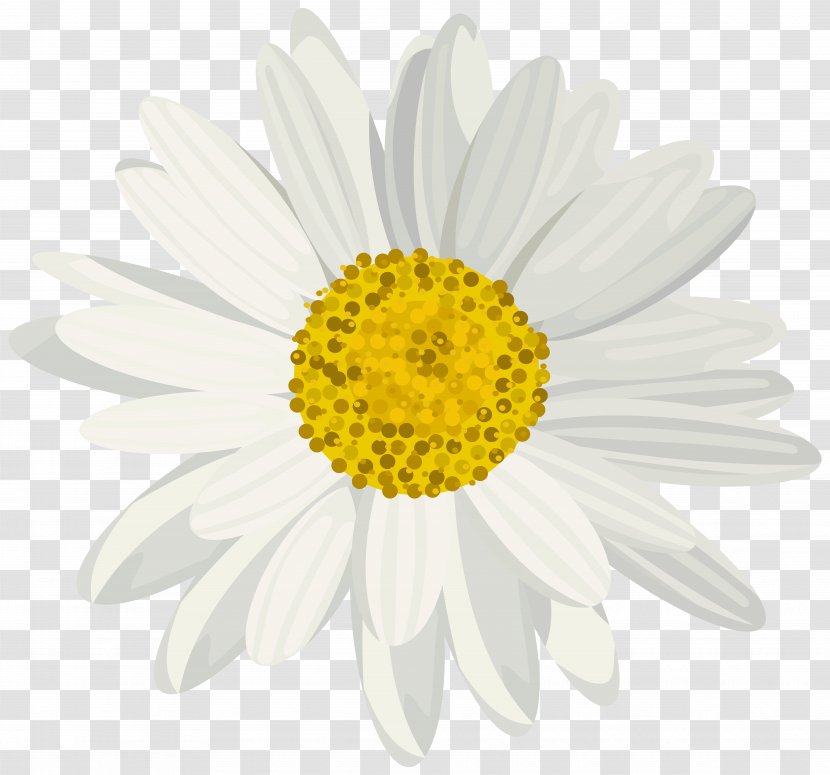 Photography Clip Art - Daisy Family Transparent PNG