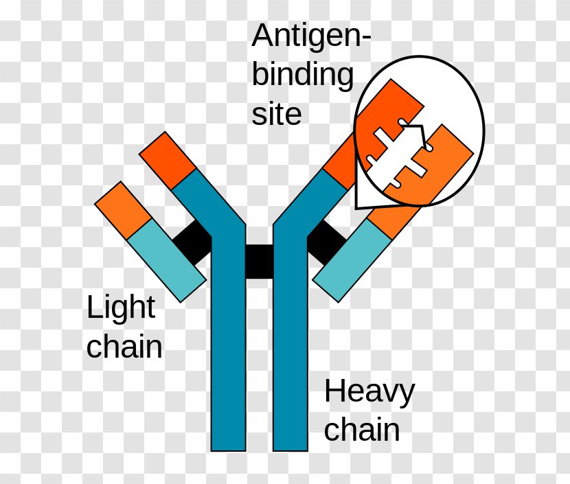 Antigen-antibody Interaction Immune System Monoclonal Antibody - Human Antimouse - Geology Darwin Transparent PNG
