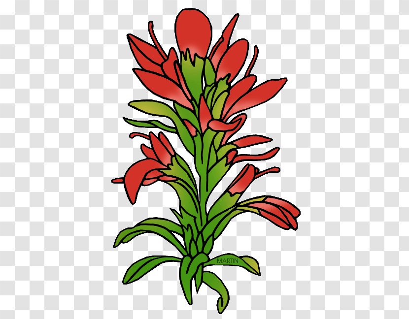 Wyoming Paintbrush Castilleja Linariifolia Clip Art - Paint - Floral Design Transparent PNG