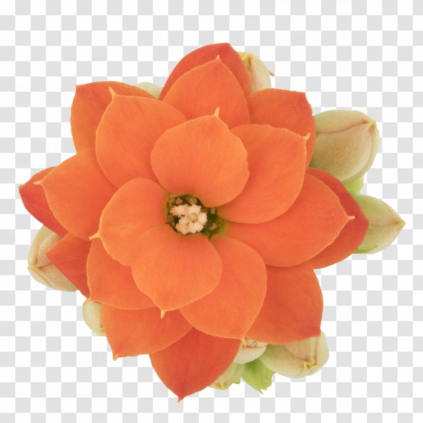 Petal Cut Flowers - Flower - Orange Transparent PNG