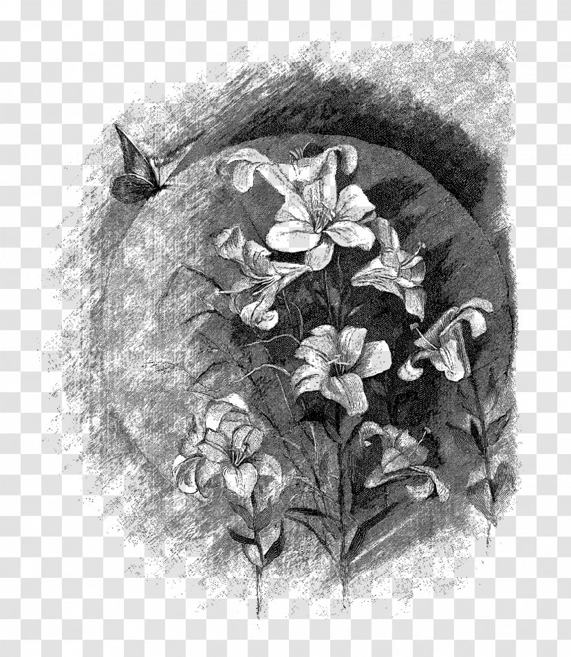 Drawing Visual Arts Sketch - Lilium - Flower Illustration Transparent PNG