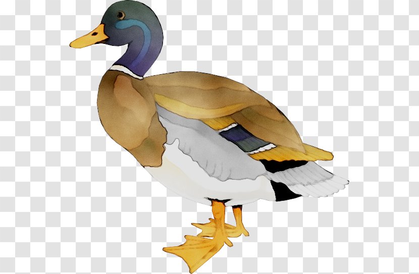 Mallard T-shirt Duck Neckline - Ducks Geese And Swans - Beak Transparent PNG