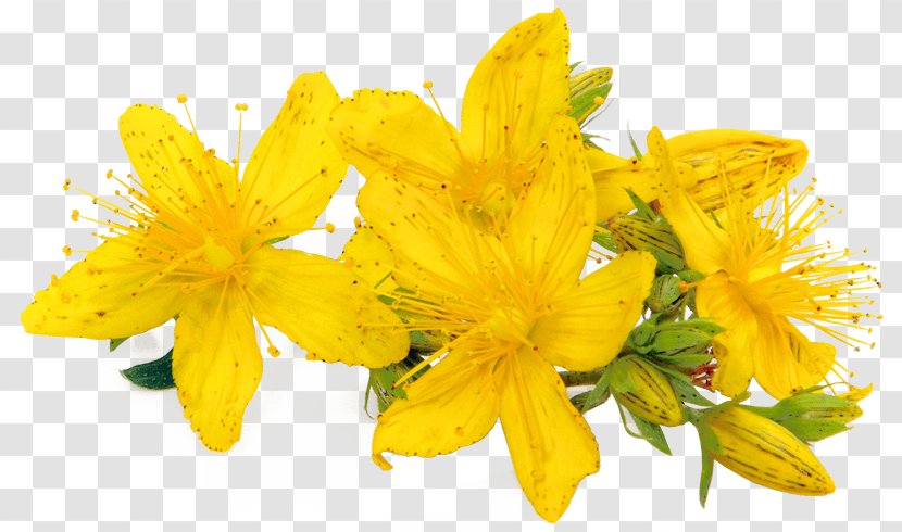 Perforate St John's-wort Dietary Supplement Herb Extract Beeswax - Herbalism - Popeye Olive Transparent PNG