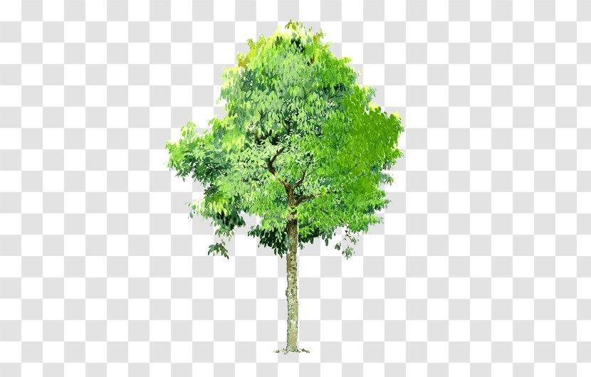 Tree Landscape - Trees Background Transparent Element Transparent PNG