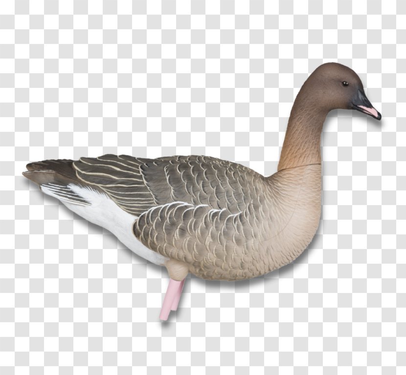 Pink-footed Goose Duck Canada Hunting - Beak Transparent PNG