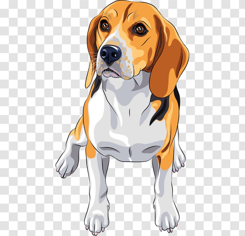 Beagle Jack Russell Terrier Dog Breed - Snout Transparent PNG