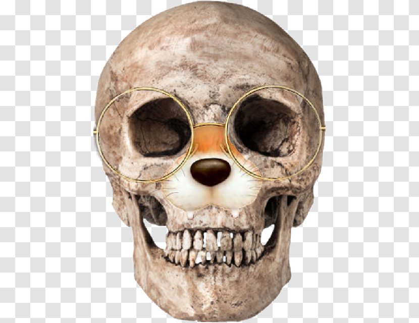Human Skull Skeleton Anatomy Homo Sapiens - Body Transparent PNG