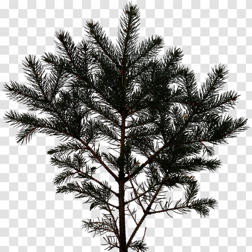 Pine Fir Tree White Spruce Branch - Leaf Transparent PNG