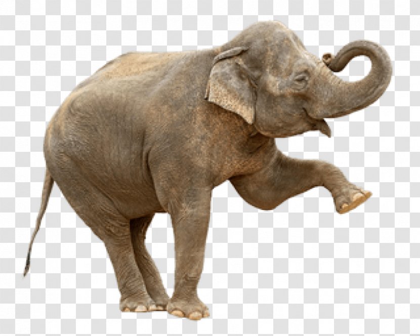 Indian Elephant African Bush Elephantidae Stock Photography - Family Transparent PNG