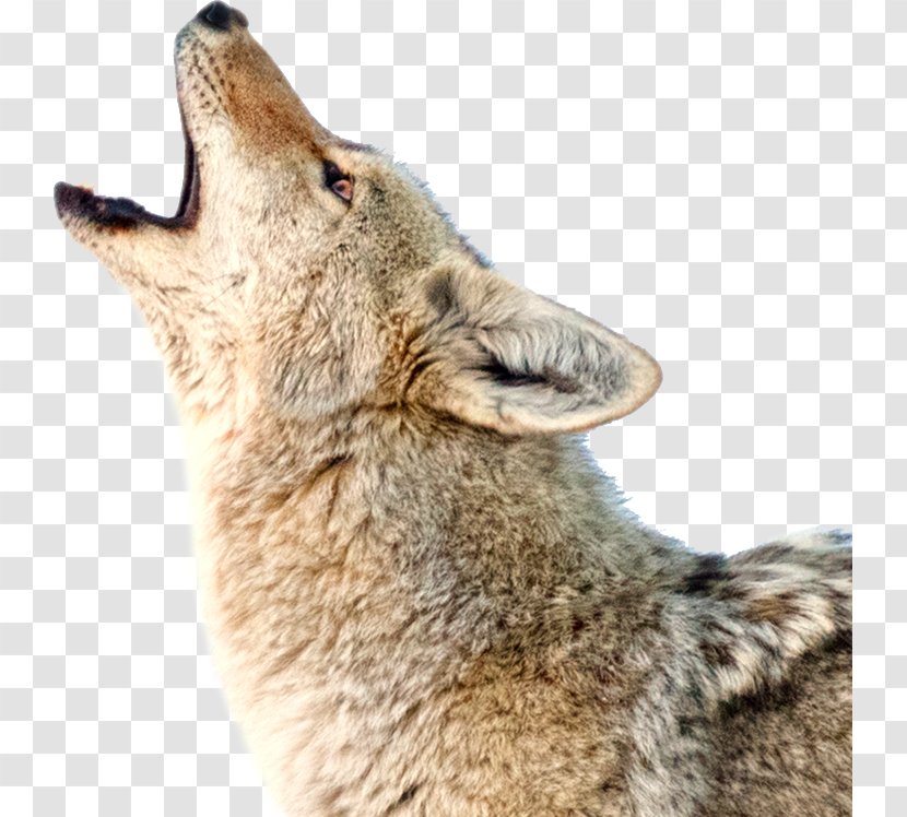 Coyote Dog Jackal Howl Red Wolf - Caninae Transparent PNG