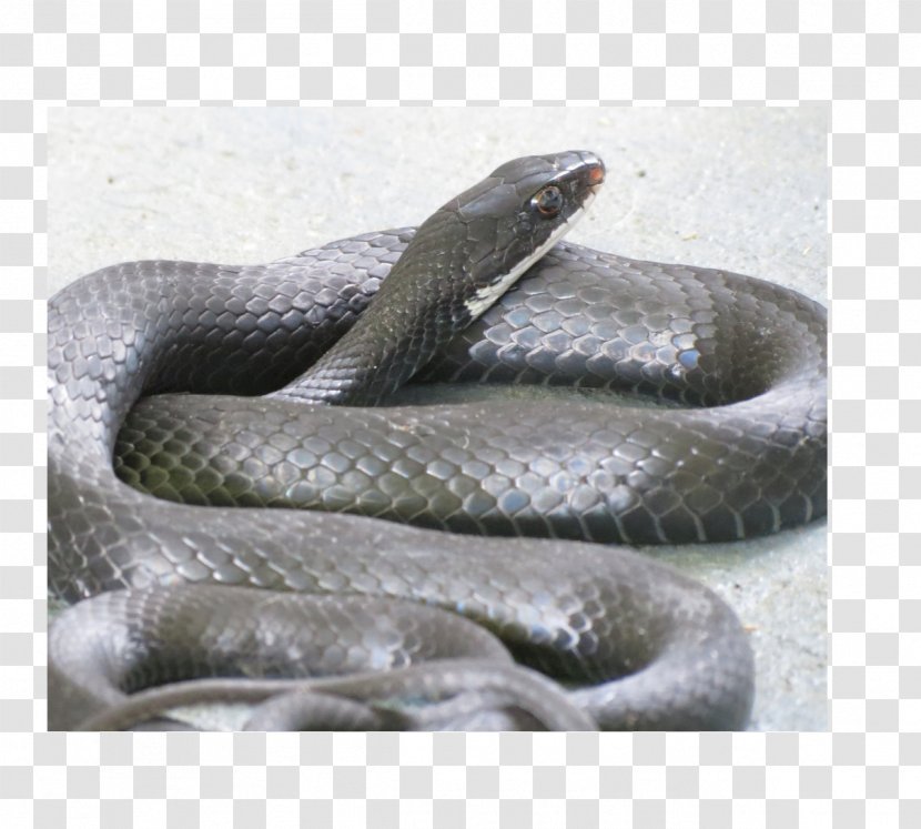 Kingsnakes Boa Constrictor Southern Black Racer Rat Snake - Scaled Reptile Transparent PNG