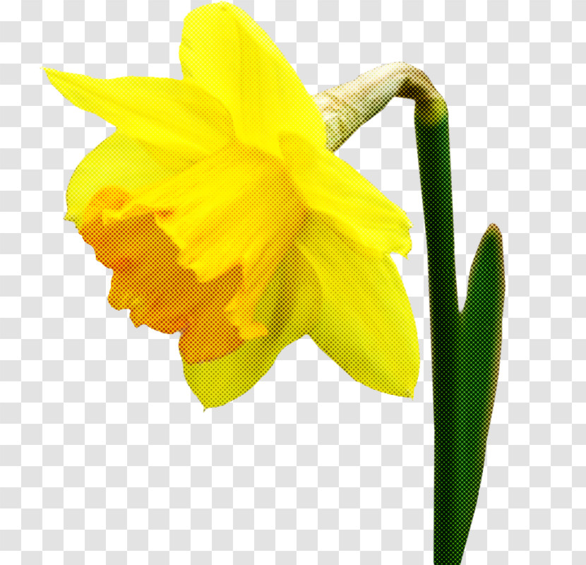 Flower Yellow Narcissus Petal Plant Transparent PNG