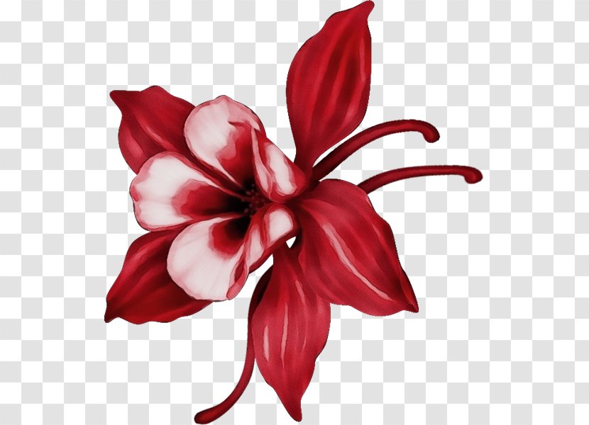 Red Flower Petal Plant Flowering - Paint - Lily Hibiscus Transparent PNG