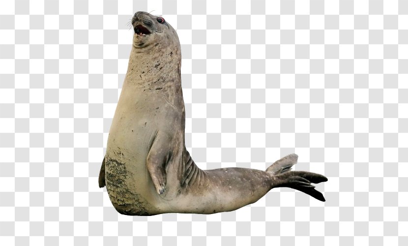 Sea Lion Walrus Harbor Seal Earless Rhinoceros - Ivory Transparent PNG