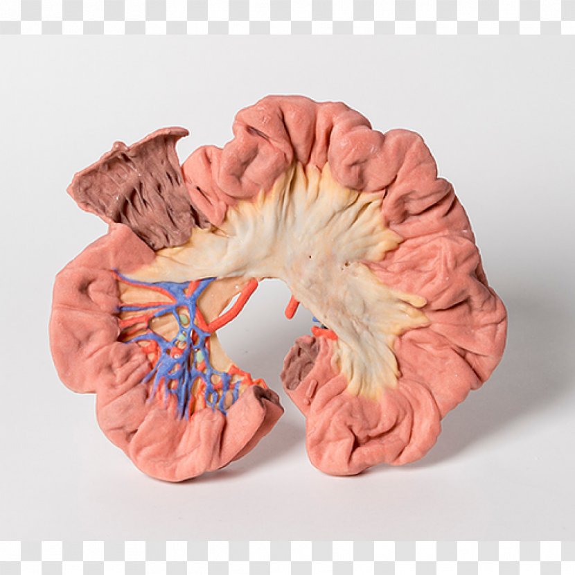 Human Anatomy 3D Printing Large Intestine Cubital Fossa - Watercolor - Ileum Transparent PNG