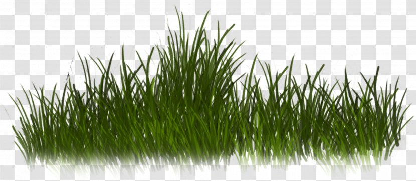 Grass Clip Art - Commodity Transparent PNG