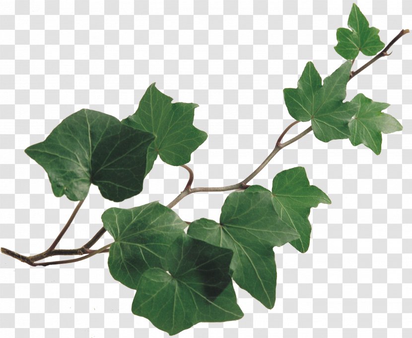 Common Ivy Vine Drawing Plant Chlorophytum Comosum - Leaf Transparent PNG
