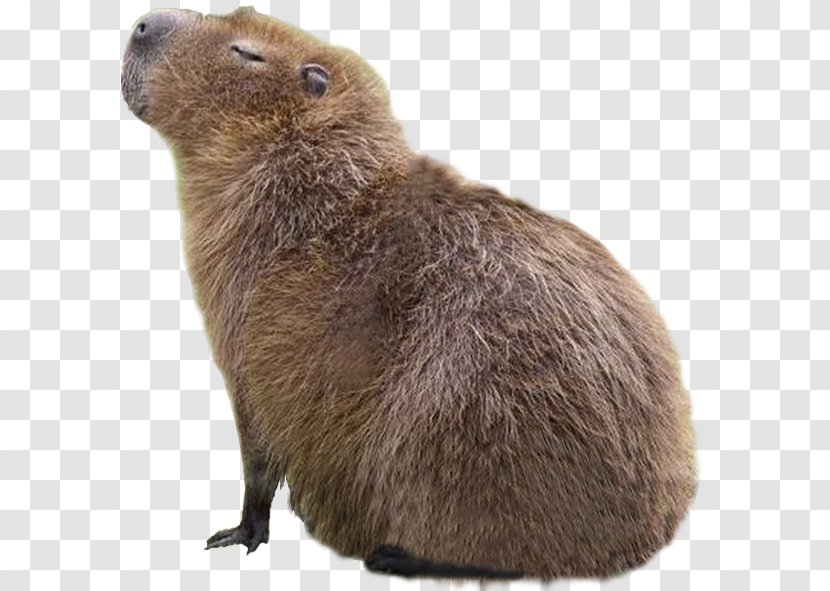 Capybara Whiskers Beaver Giant Rat Image - Imgur - Squirrel Nest Drey Transparent PNG