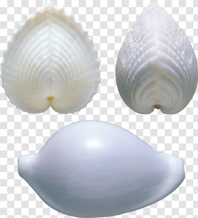 Cockle Clam Shankha Veneroida Tellinidae - Clams Oysters Mussels And Scallops - Seashell Transparent PNG