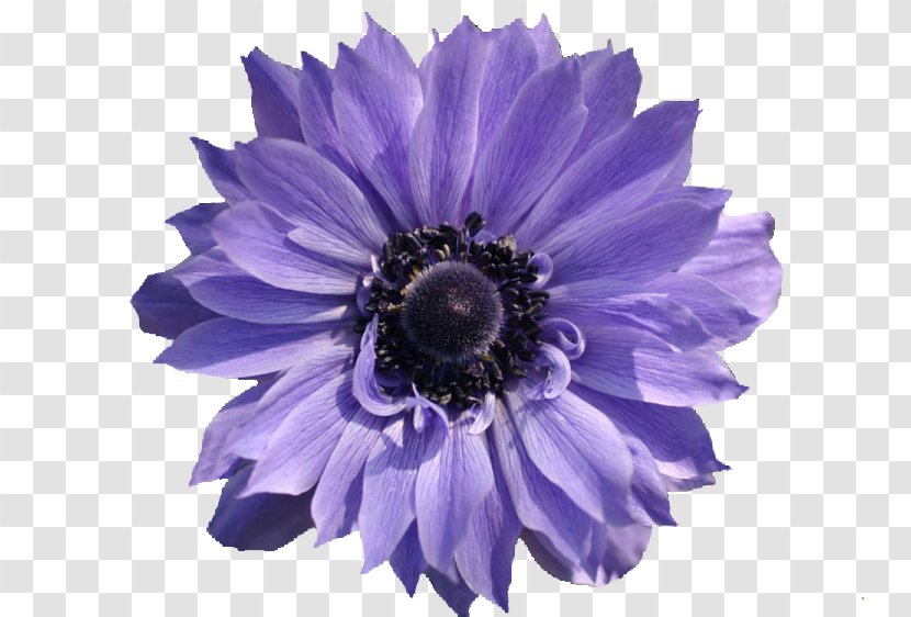 Violet Flower - Flowering Plant - Rgb Color Model Transparent PNG