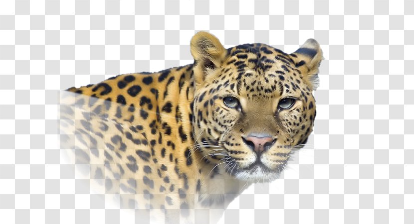 Leopard Cheetah Jaguar Tiger Lion - Bay Ah Transparent PNG