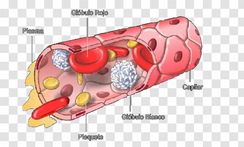 Connective Tissue Histology Muscle Blood - Cartoon Transparent PNG
