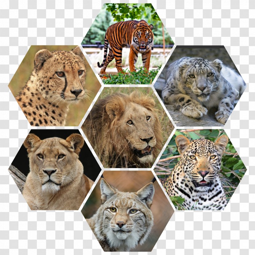 Tiger Felidae Wildcat Leopard - African Lion Transparent PNG