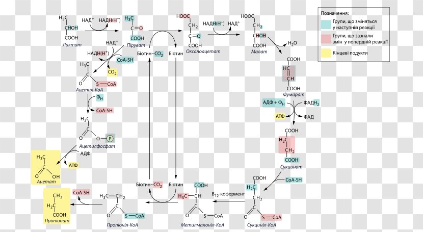 Line Angle Map Tuberculosis Transparent PNG