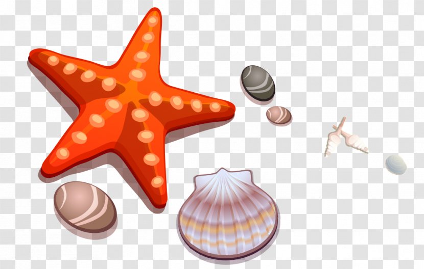 Cartoon Drawing Seashell Starfish - Invertebrate - Shell Stone Transparent PNG