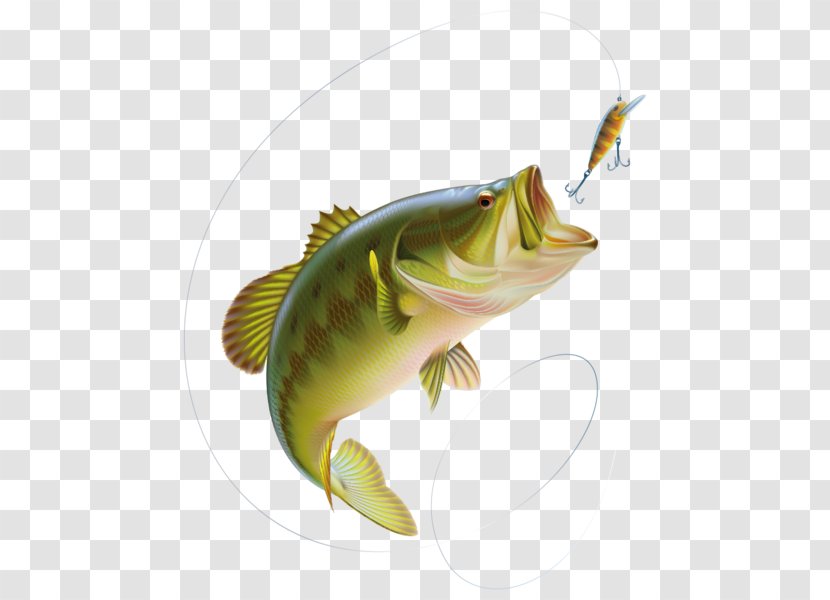 Largemouth Bass Fishing Clip Art Vector Graphics - Fin Transparent PNG