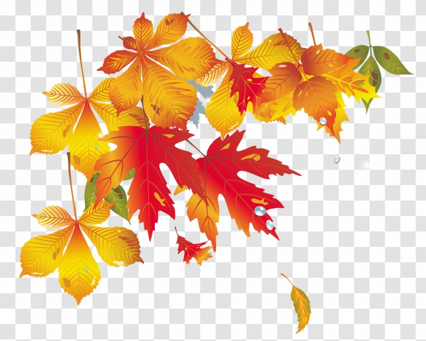 Maple Leaf Autumn - Petal Transparent PNG