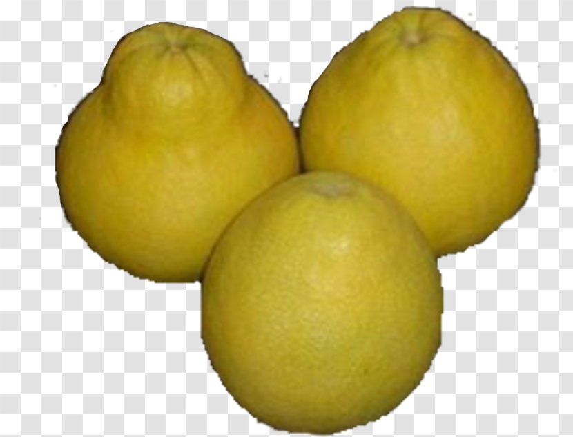 Sweet Lemon Grapefruit Pomelo Citrus Junos - Lime - The Native Green Transparent PNG