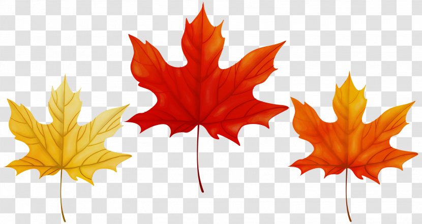 Maple Leaf - Red - Deciduous Plane Transparent PNG