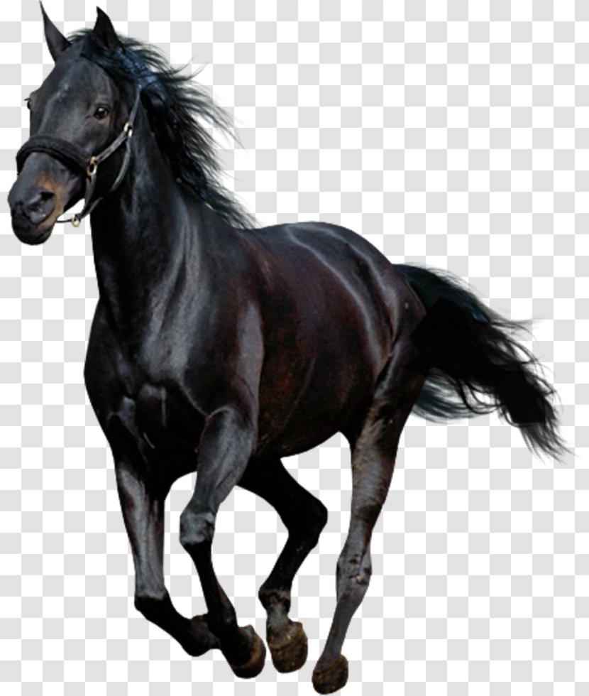 American Paint Horse Arabian Mustang Andalusian - Like Mammal Transparent PNG