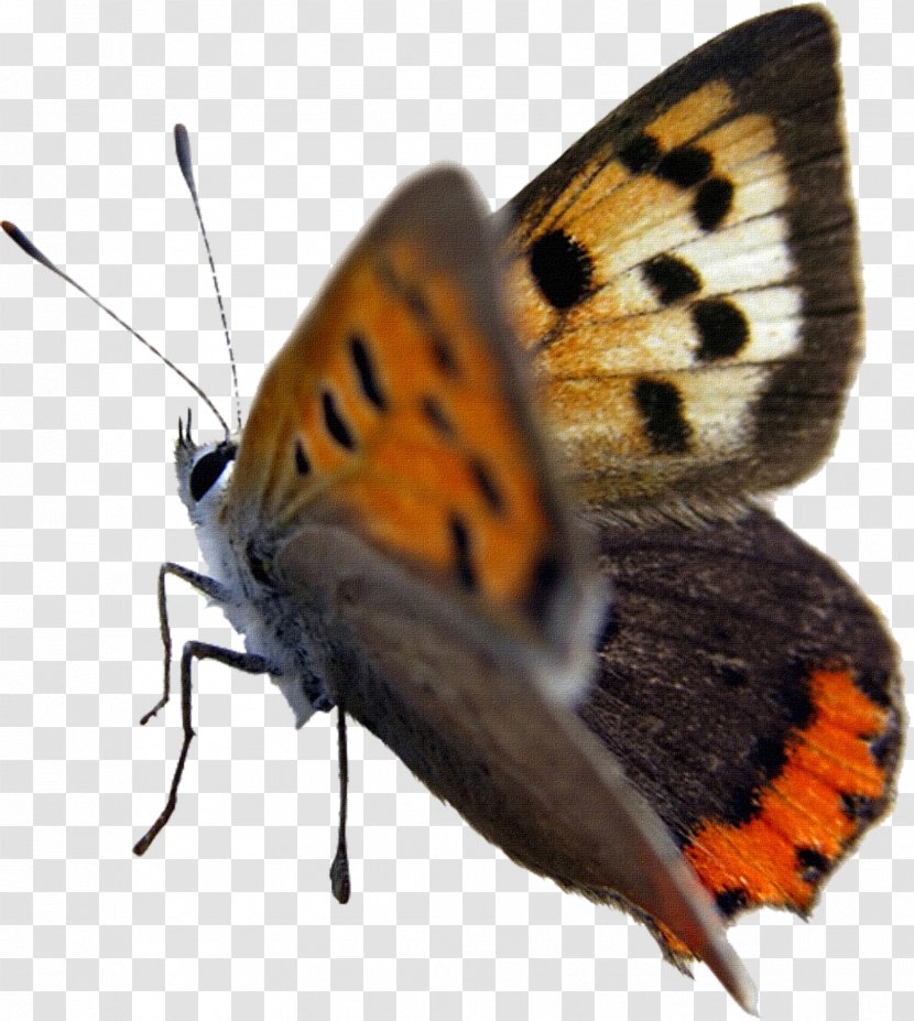 Butterfly Insect Moth Clip Art - Butterflies And Moths - Caterpillar Transparent PNG
