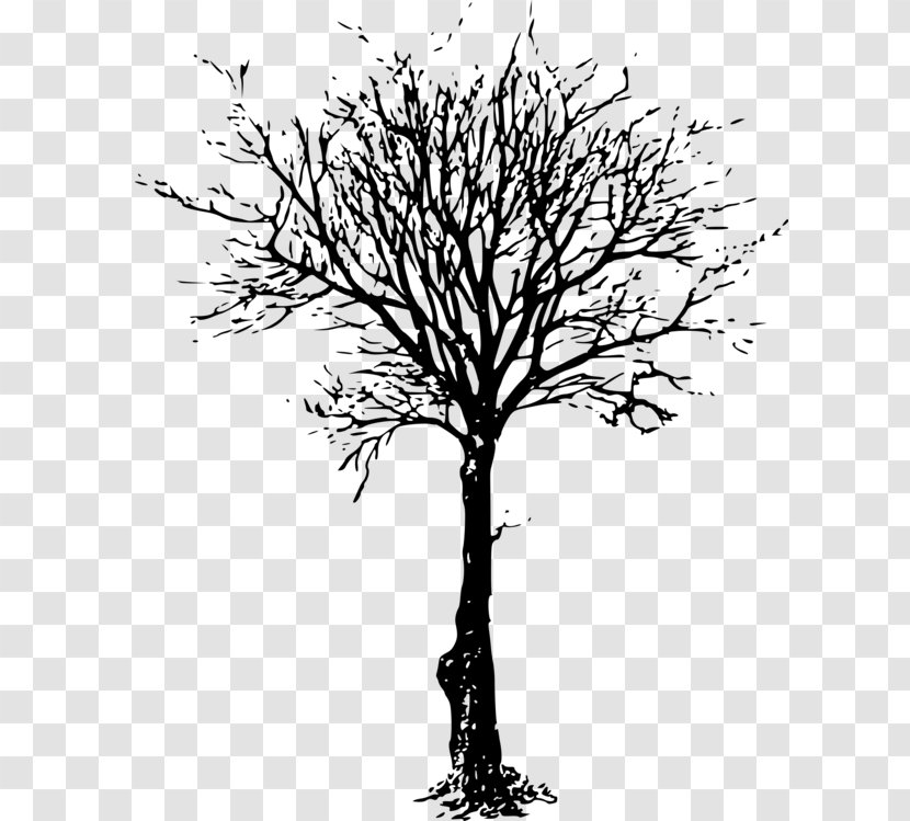Clip Art Tree Branch Image Silhouette - Cherry Blossom Drawing Clipart Transparent PNG