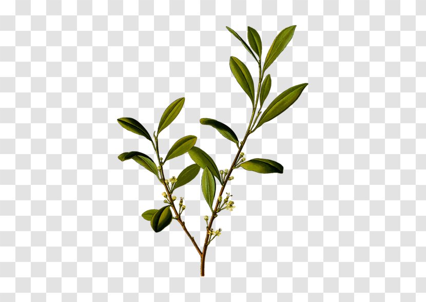 Erythroxylum Coca Plant Novogranatense Tea - Twig Transparent PNG